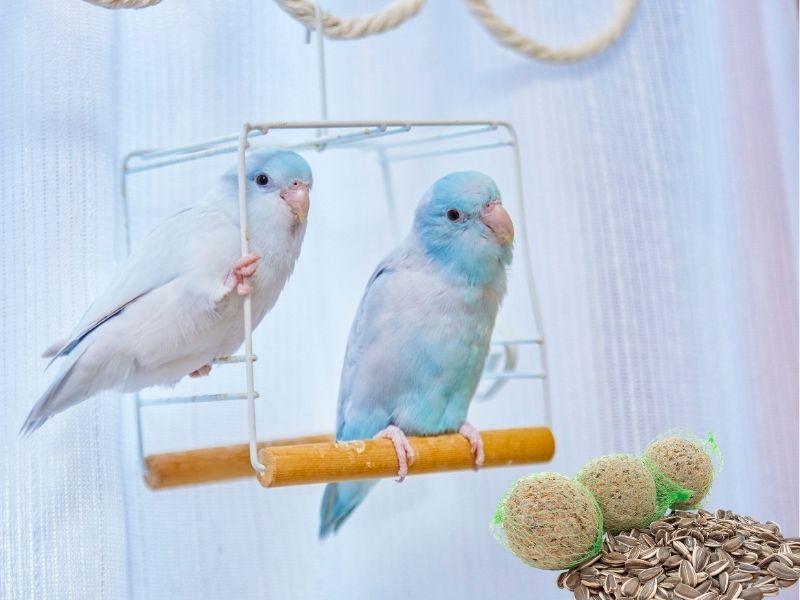 Kuşlarınız İçin Sağlıklı Yaşam Rehberi: Yemler, Bakım Ürünleri ve Aksesuarlar