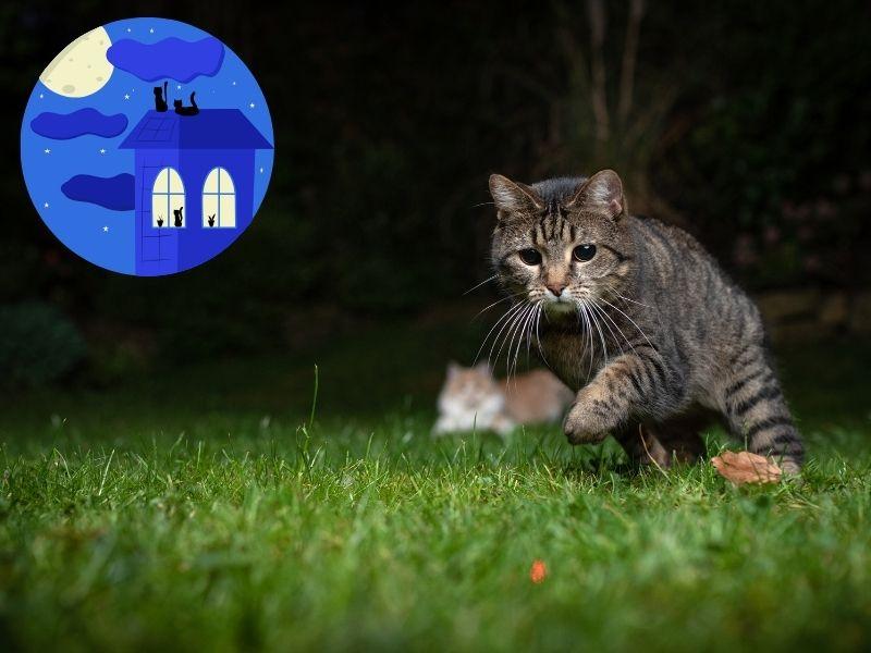 Kediler Karanlıkta Görebilir mi?